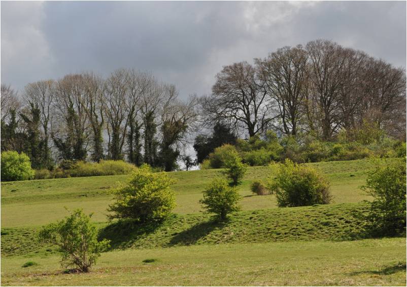 View across Catherington Down
